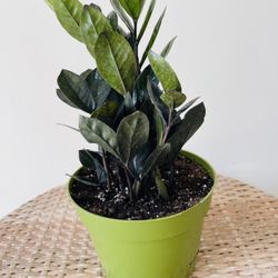 Raven Zz Plants