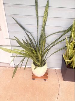 Large tall snake plant