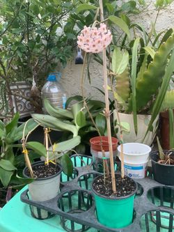 Hoya Plant (live plant)