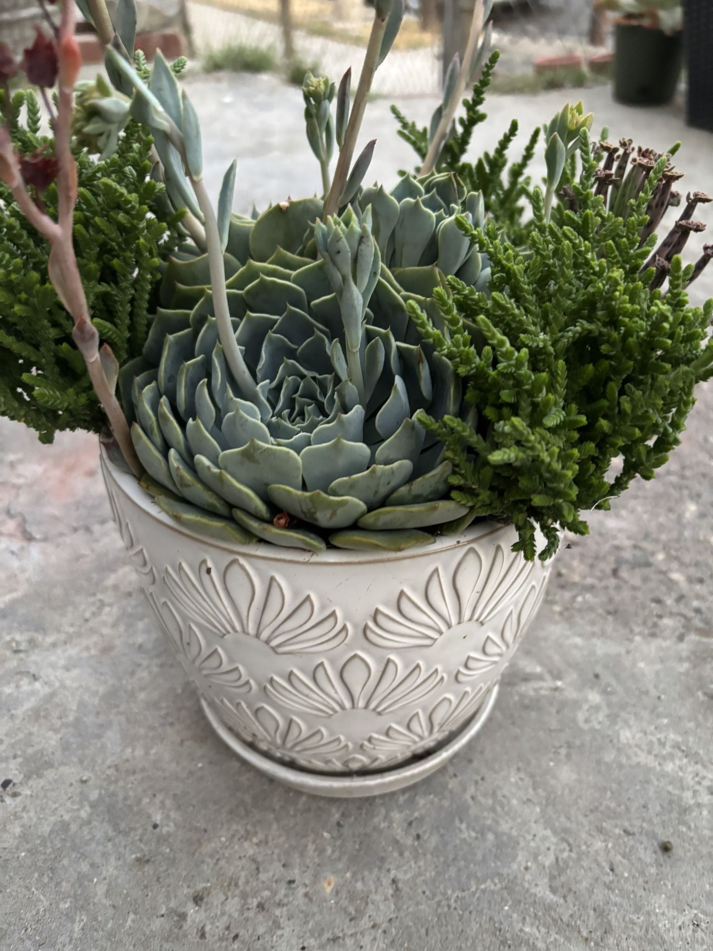 Succulent plant and pot