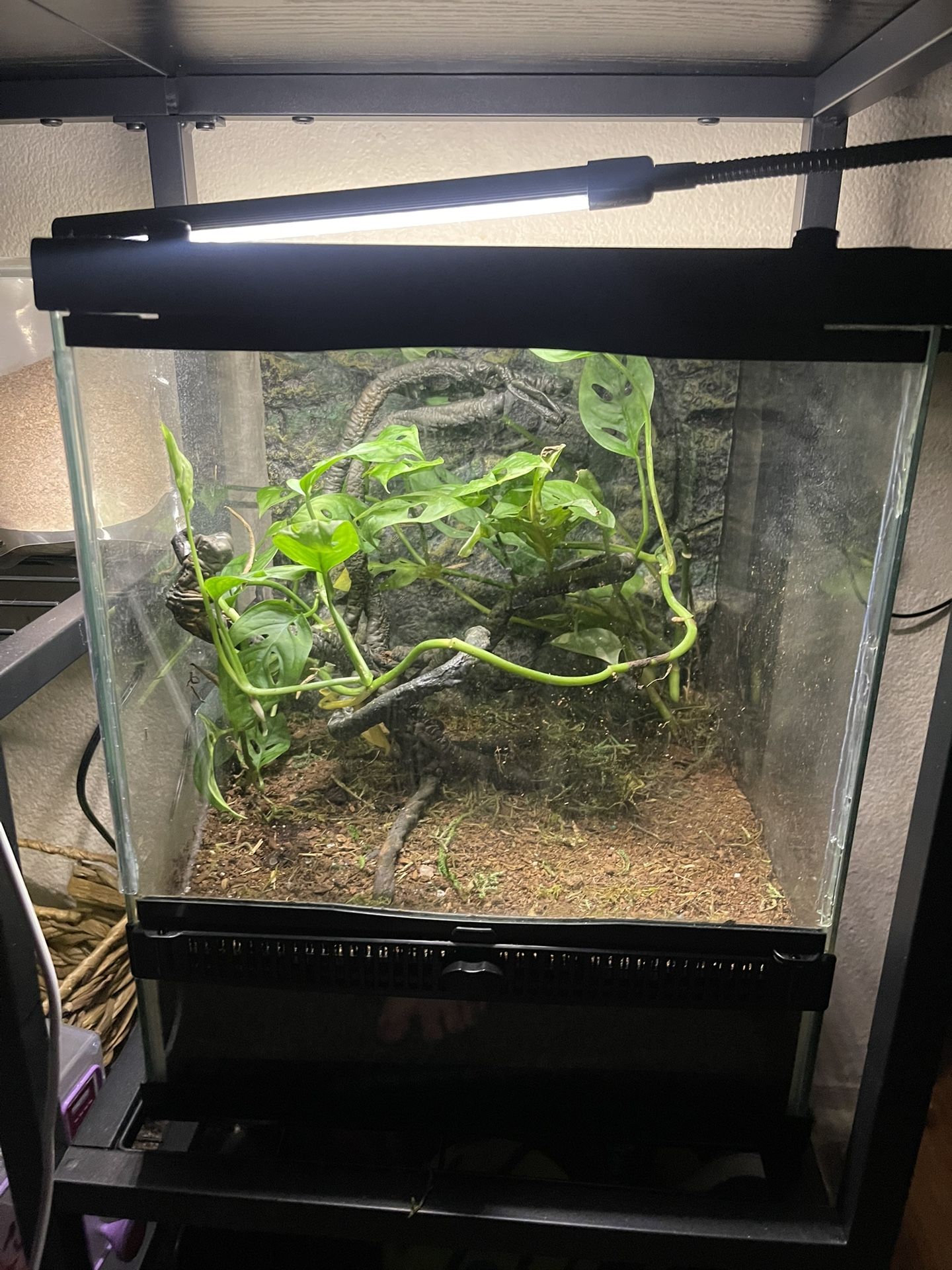 Vivarium/terrarium 11Lx11Wx12H