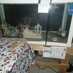 80 Gallon Fish Tank