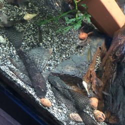 Aquarium Algae Cleaners