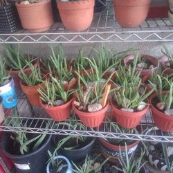 Aloa Vera Plants  And Palm Trees 