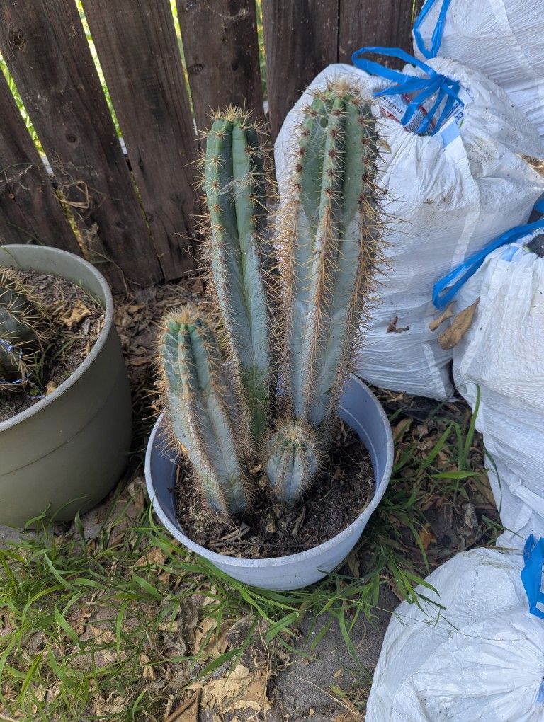 4 Blue Torch Cactuses,All Products : American Fashion Style Bags On Sale