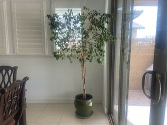 Beautiful Ficus tree plant (real)