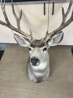 Mule Deer Shoulder Mount Taxidermy