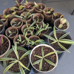 Spider Plants And Boat Lily Plants