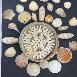 VTG Sea Shell Lot! Various Sizes!  Rare Shells, Shell Coaster & Basket Included