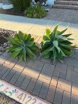 Two Aloes- free at curb
