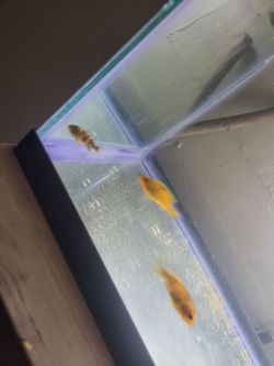 Aquarium tank for sale 20 gallon long