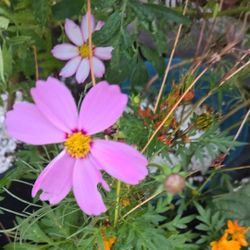 Pinkie & Orange Cosmos