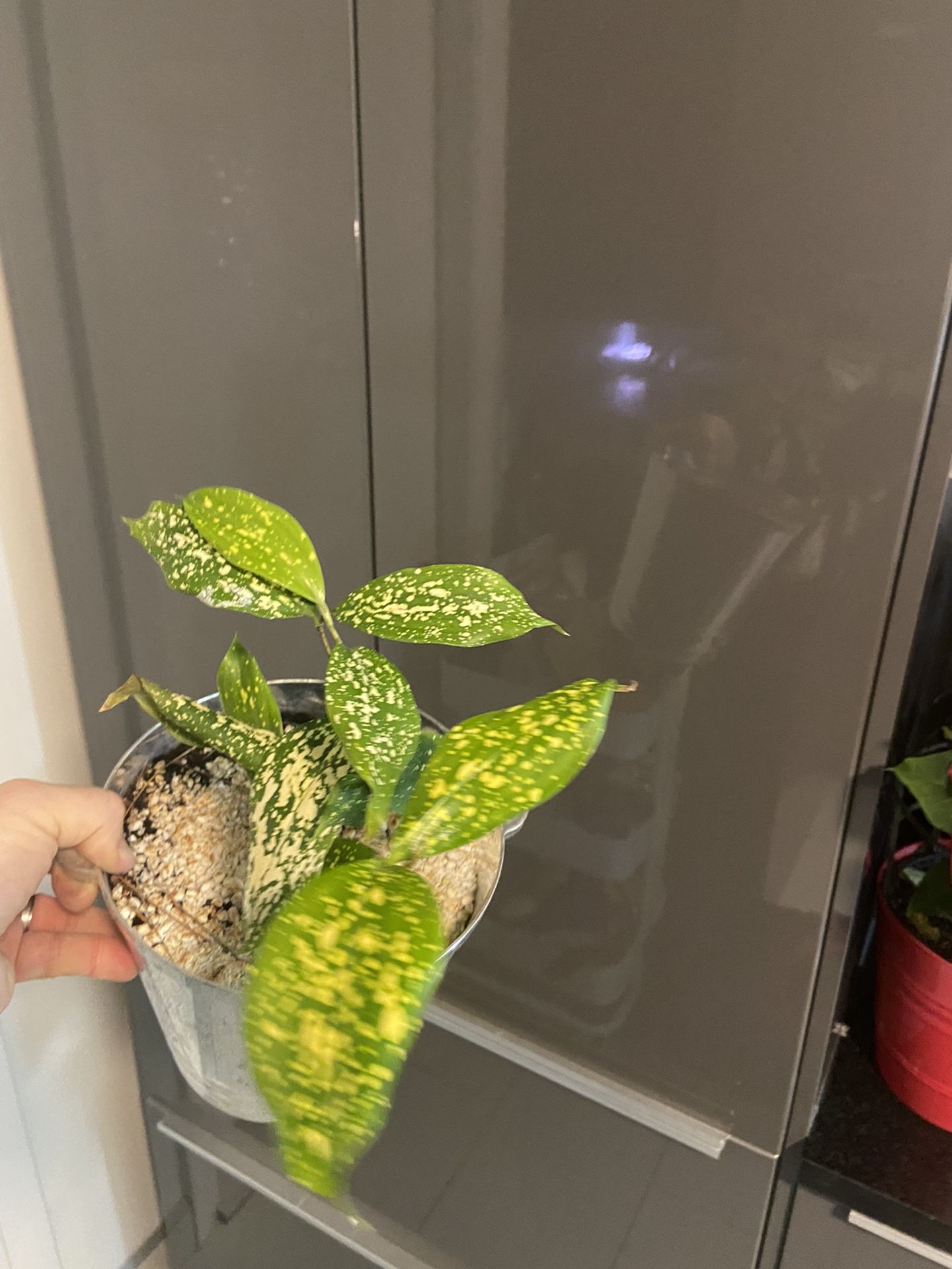 Houseplant Florida Beauty