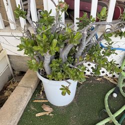 Jade plant
