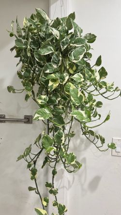 Large Pothos N’joy