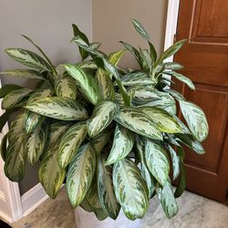 Beautiful Plant- $80