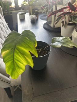 Prismacolor Philodendron