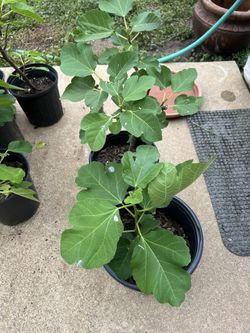 Fig Tree