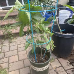 Taiwanese Long Mulberry Plant