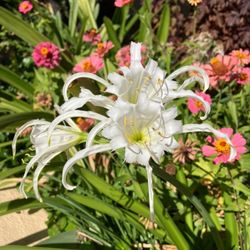 Peruvian Sea Daffodil Plants 