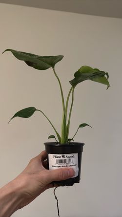 Monstera Bulbasaur 4” pot