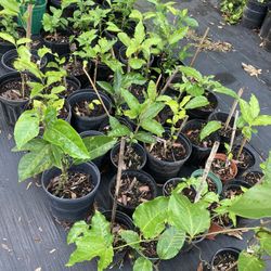 Passion fruit tree 
