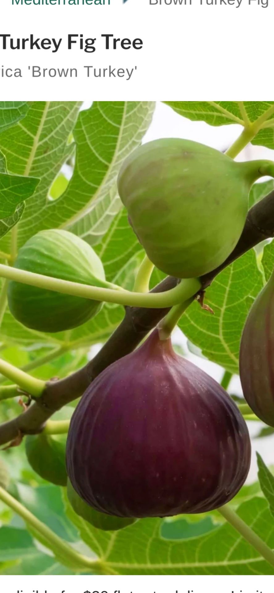 Healthy Mature 15 Gallon Brown Turkey Fig (10 Feet)