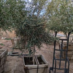 $650  ***Swan Hill*** Fruitless Olive 