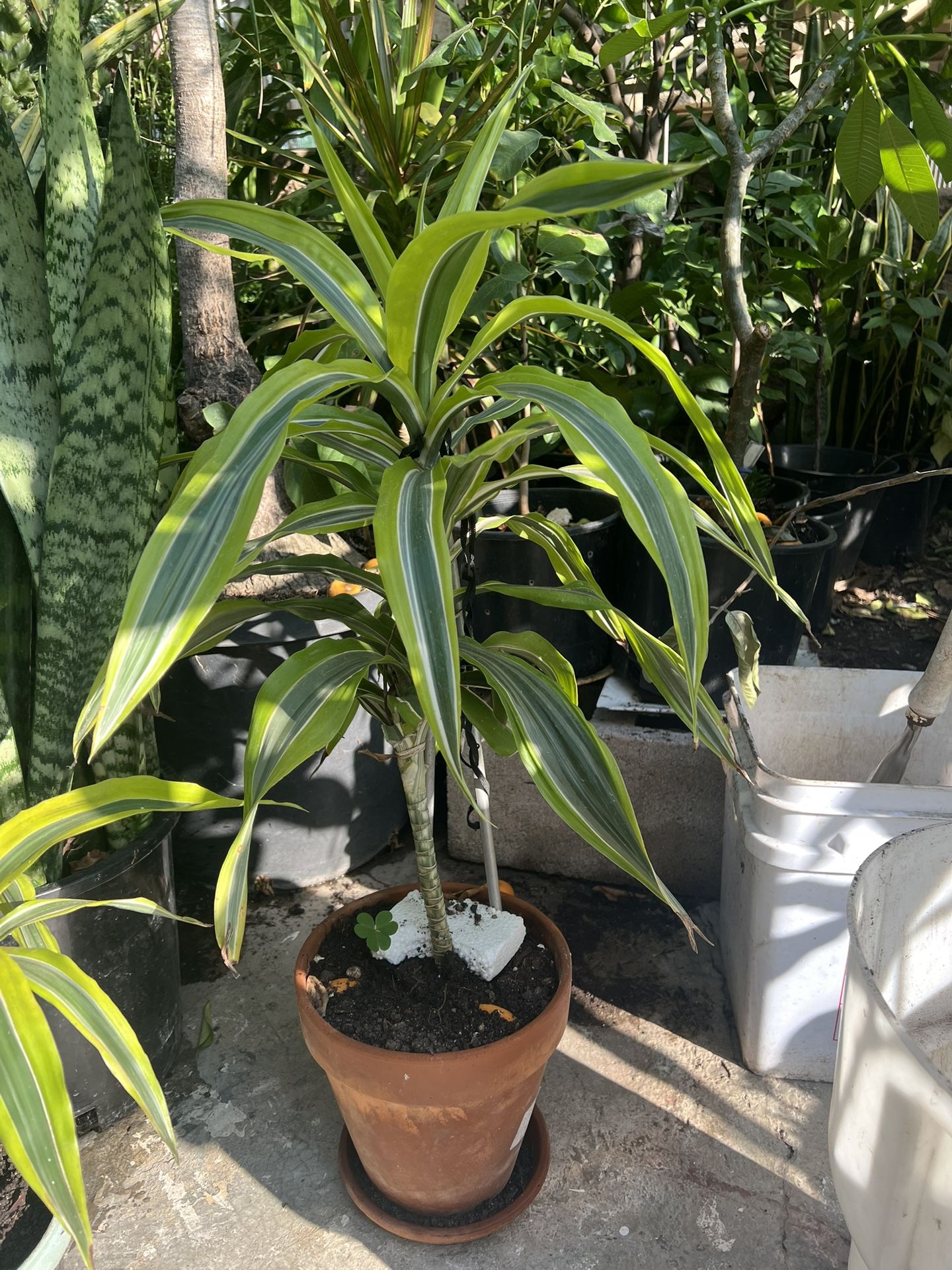 Plant Dracaena fragrans