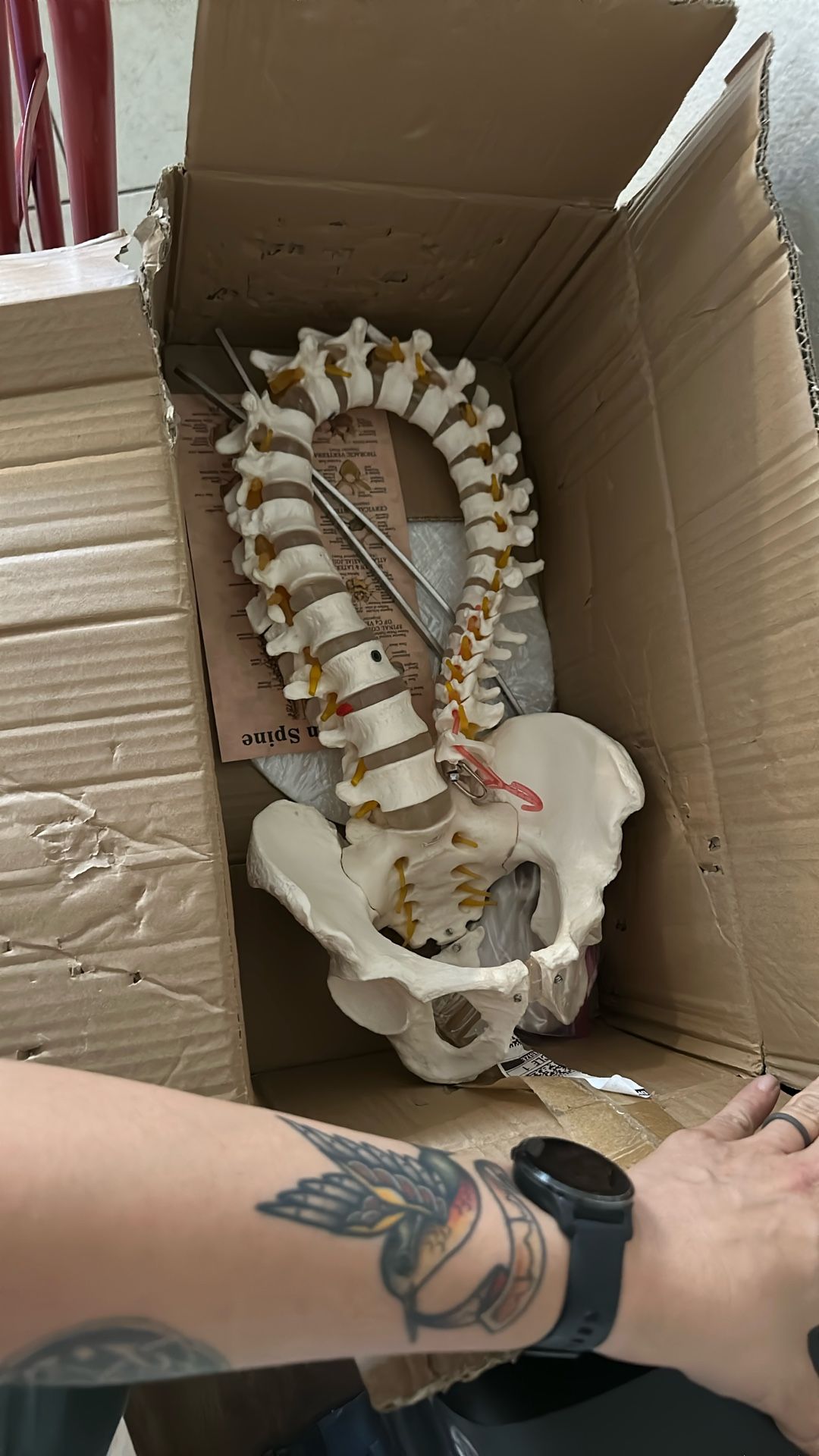 Spine
