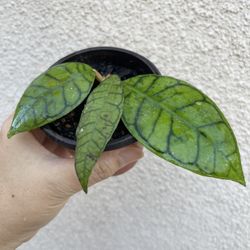Hoya callistophylla Plant
