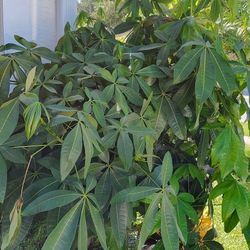 Money Tree $50 ( Cash Only) Need A Truck