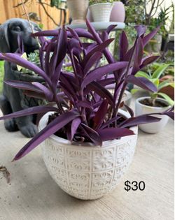 Purple Hearts planter