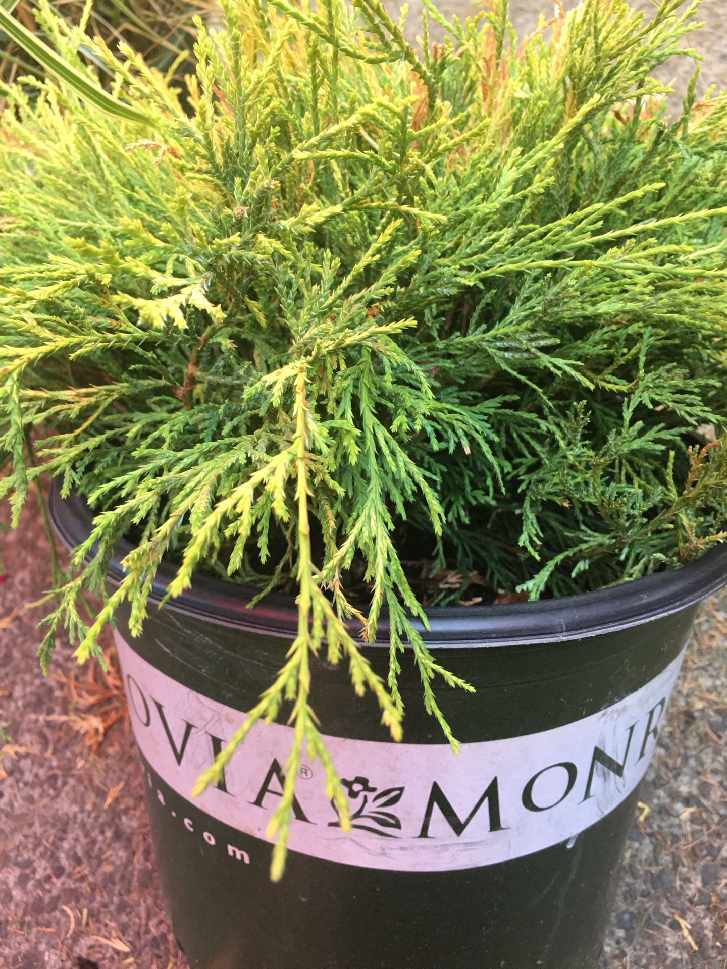 Sungold Cypress