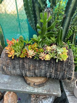 Cactus y succulents Arrangements en Tronko