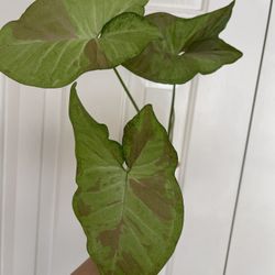Beautiful Pink Confetti Syngonium Plant CUTTING- Active Roots