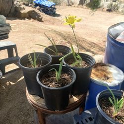 Daylilies 5 Gallon $12 Each