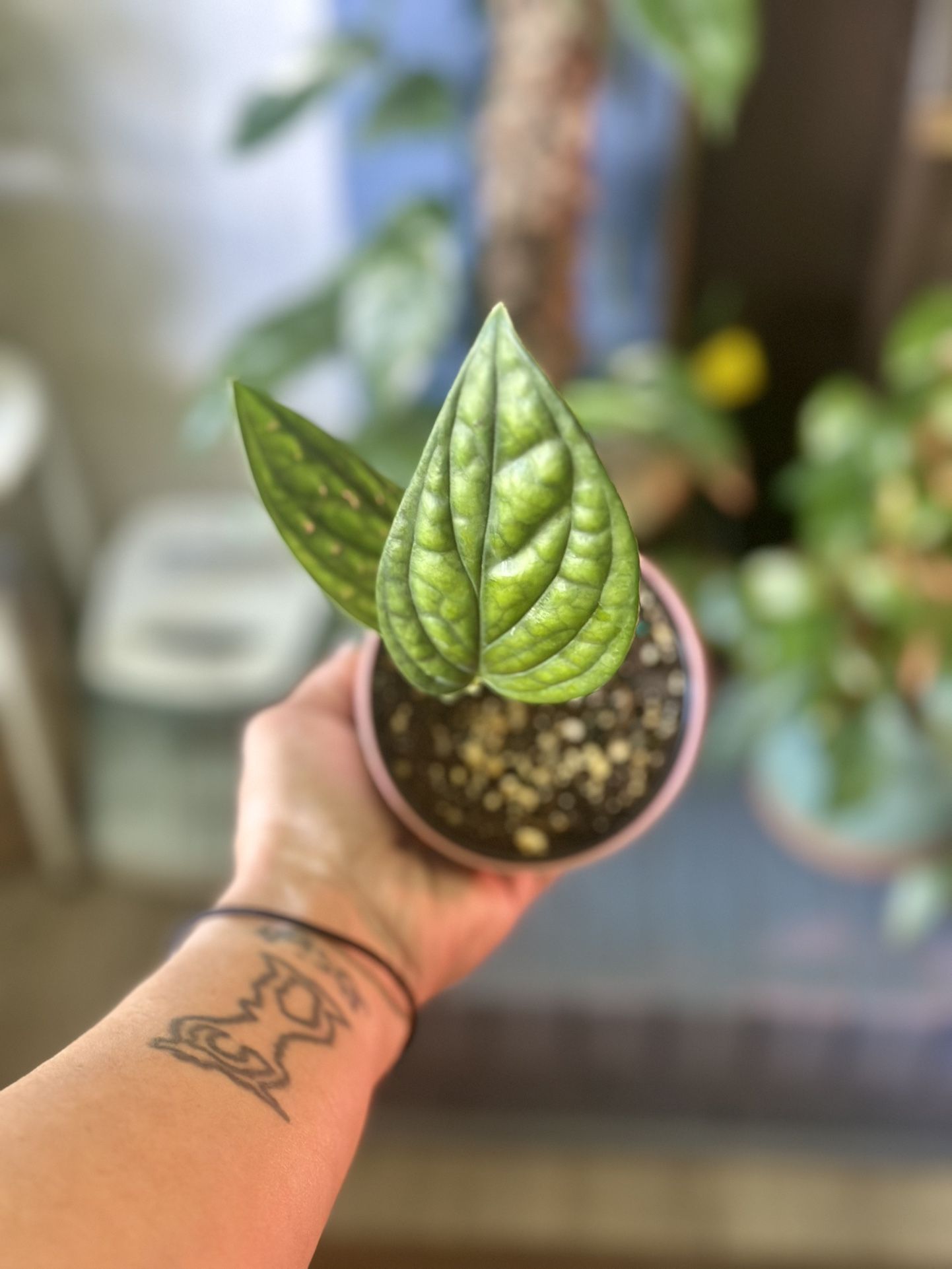 Monstera Peru