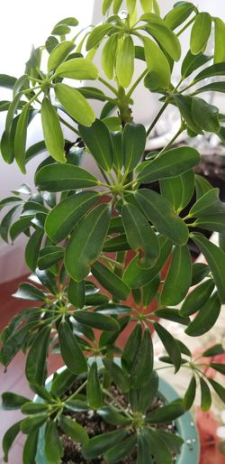 Hawaiian Schefflera Plant - Great Indoors