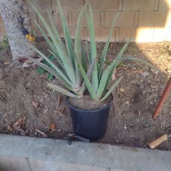 Free Aloe Vera Plants