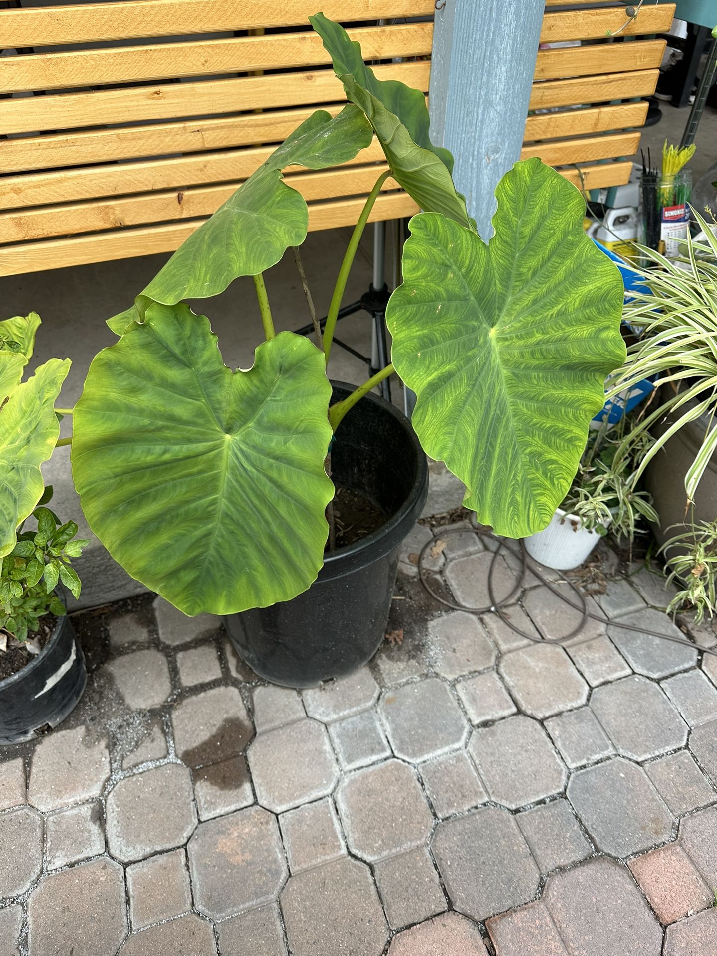Mammoth Elephant Ear Plant Very Healthy And Beautiful