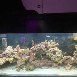 55g Aquarium 