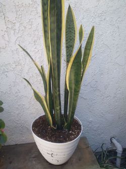 Snake Plant (mother-in-law plant)