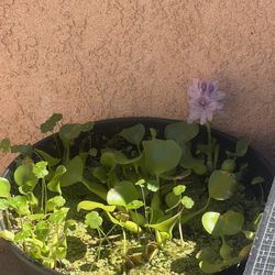 Aquatic Pond Plants For Fish 