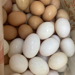 Duck And Chicken Eggs