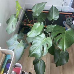 Large Monstera Plant