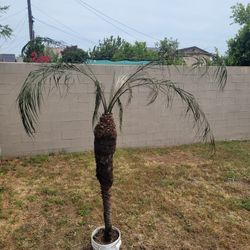 🔥 7ft Pygmy Date Palm Tree Mature Tropical Nursery Plant Landscape Ready Yard Garden Outdoor Decor LA 👀
Overall Good Condition

💲 Original Price: ~