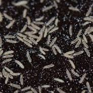Springtails For Sale