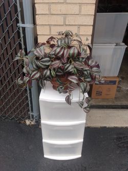 Silk Plant