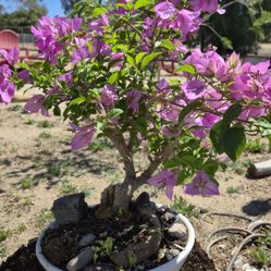Beautiful 6 Yr Old Bonsai Tree 